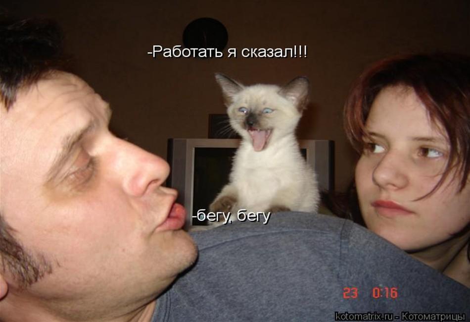 Человек раб кота. Про кота и хозяина. Кот лучше мужчины. Про кота и хозяина. Хозяин в доме.