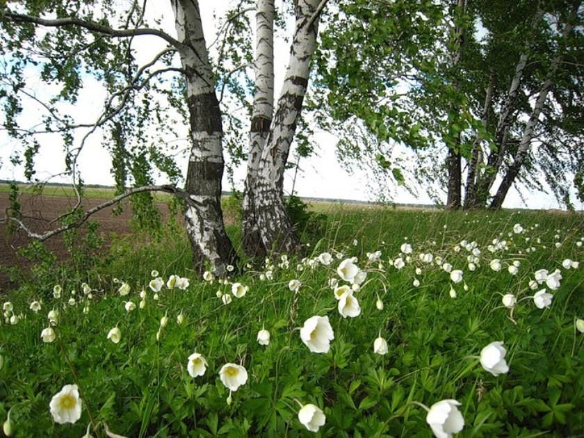 Березки ромашки. Березовый лес с цветами. Весенняя природа России. Лес весной. Березовая роща с цветами.