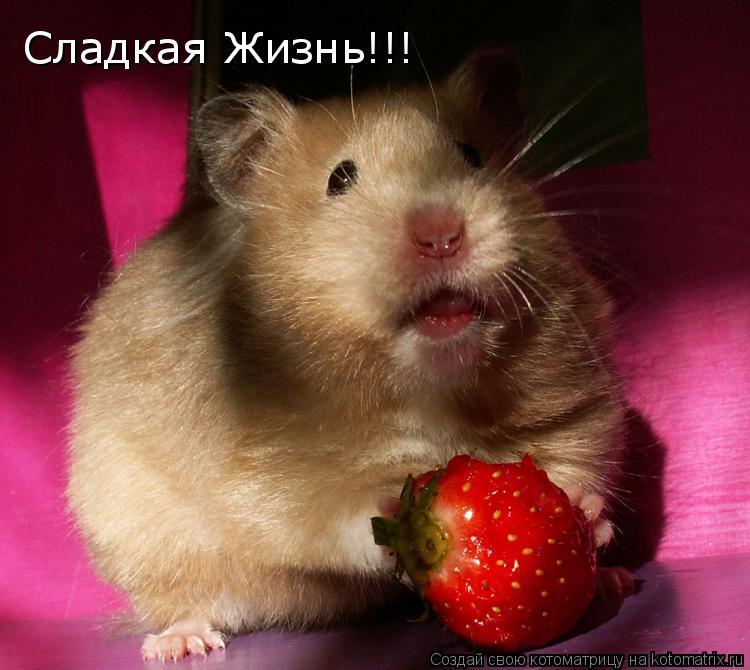Хомяки картинки с надписями, открытки позвони