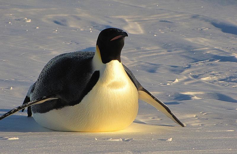 Пингвин 3 6. Белокрылый Пингвин. Пингвин лежит. Пингвин картинка. Пингвины в Антарктиде.