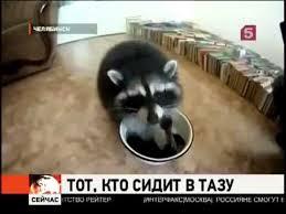 Как енот носки стирает
